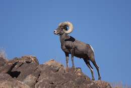 Image of bighorn sheep