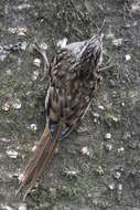 Image of Brown-throated Treecreeper