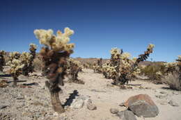 Image of teddybear cholla