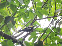 Image of Yellow-cheeked Tit