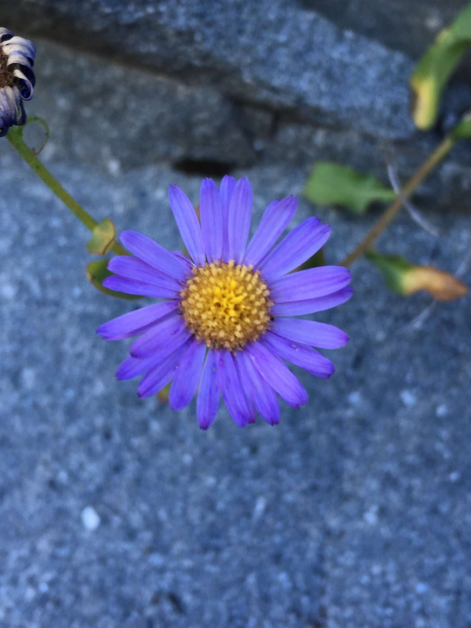 Image of Leiberg's fleabane