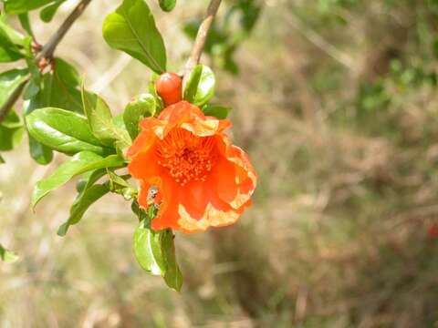 Image of pomegranate