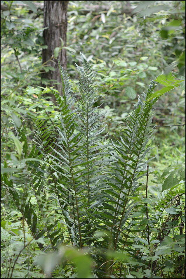 Image of Dryopteris tokyoensis (Matsum.) C. Chr.