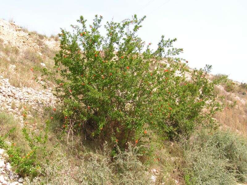 Image of pomegranate