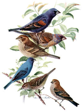 Image of Blue Grosbeak