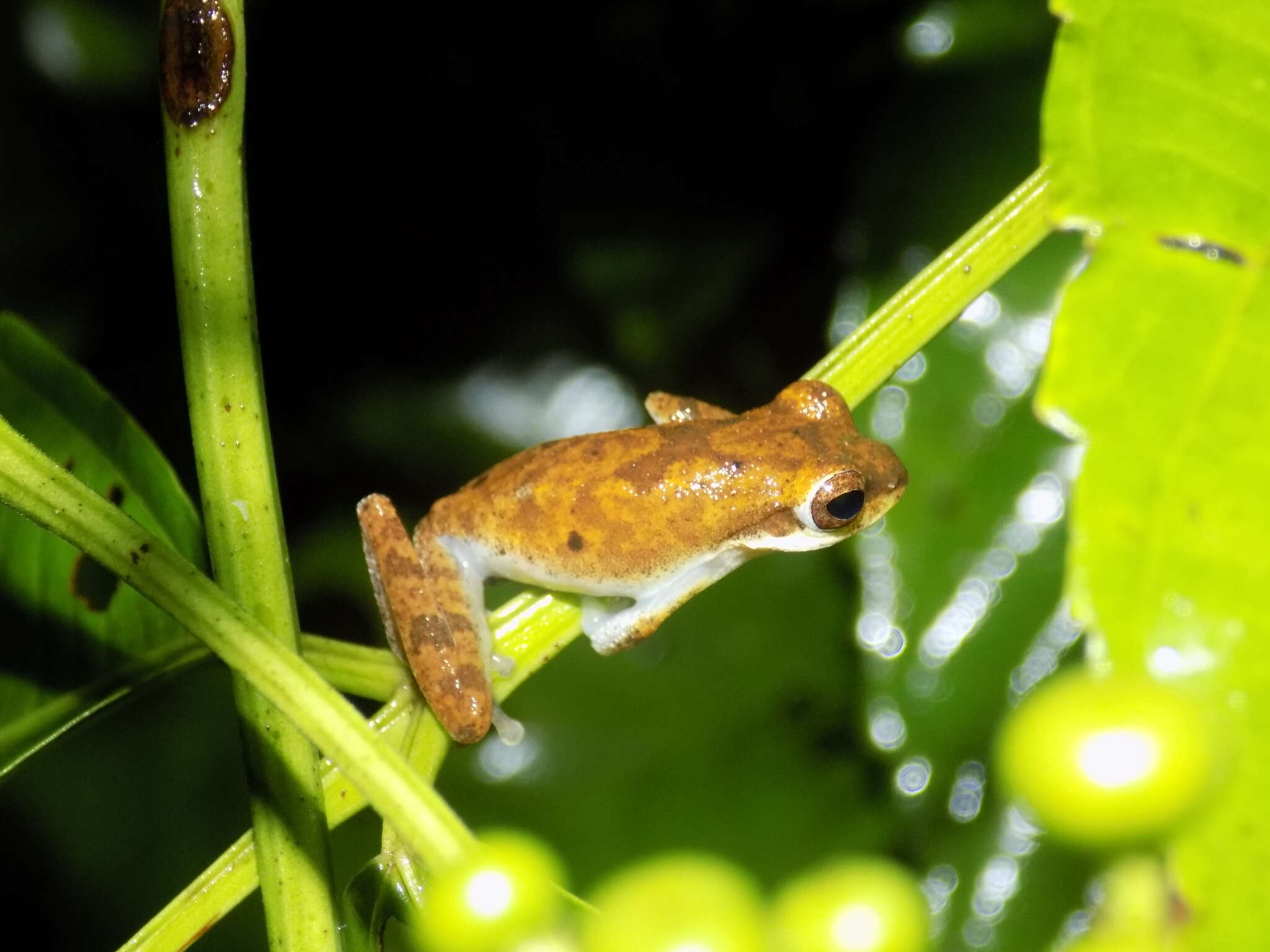 Image of Chiromantis nongkhorensis (Cochran 1927)