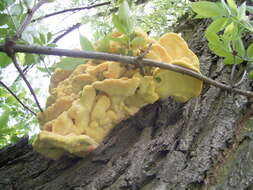 Image of Bracket Fungus