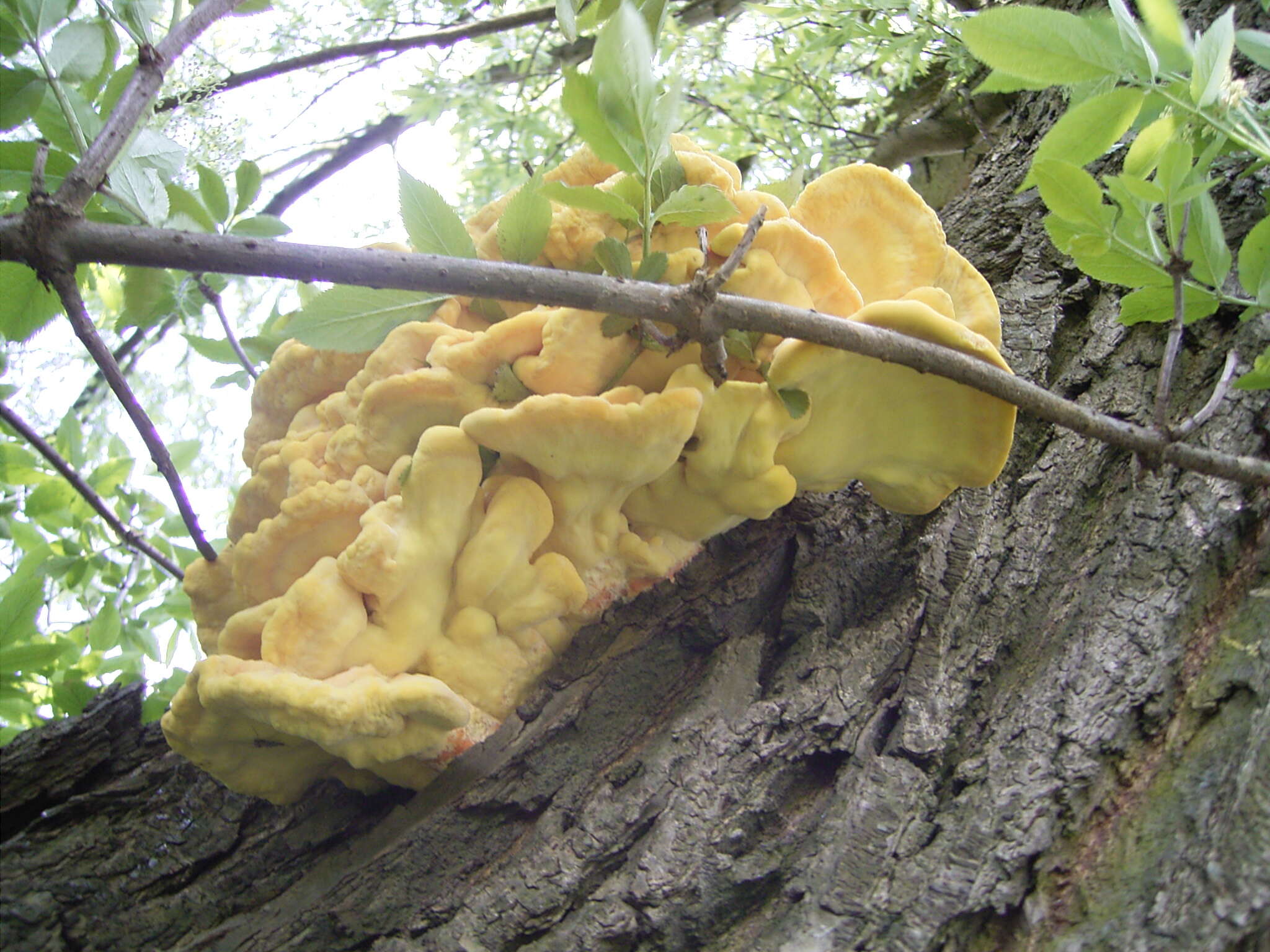 Image of Bracket Fungus