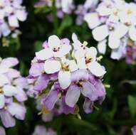 Imagem de Iberis sempervirens L.