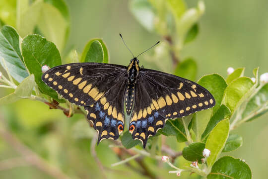 Image of Short-tailed Swallowtail