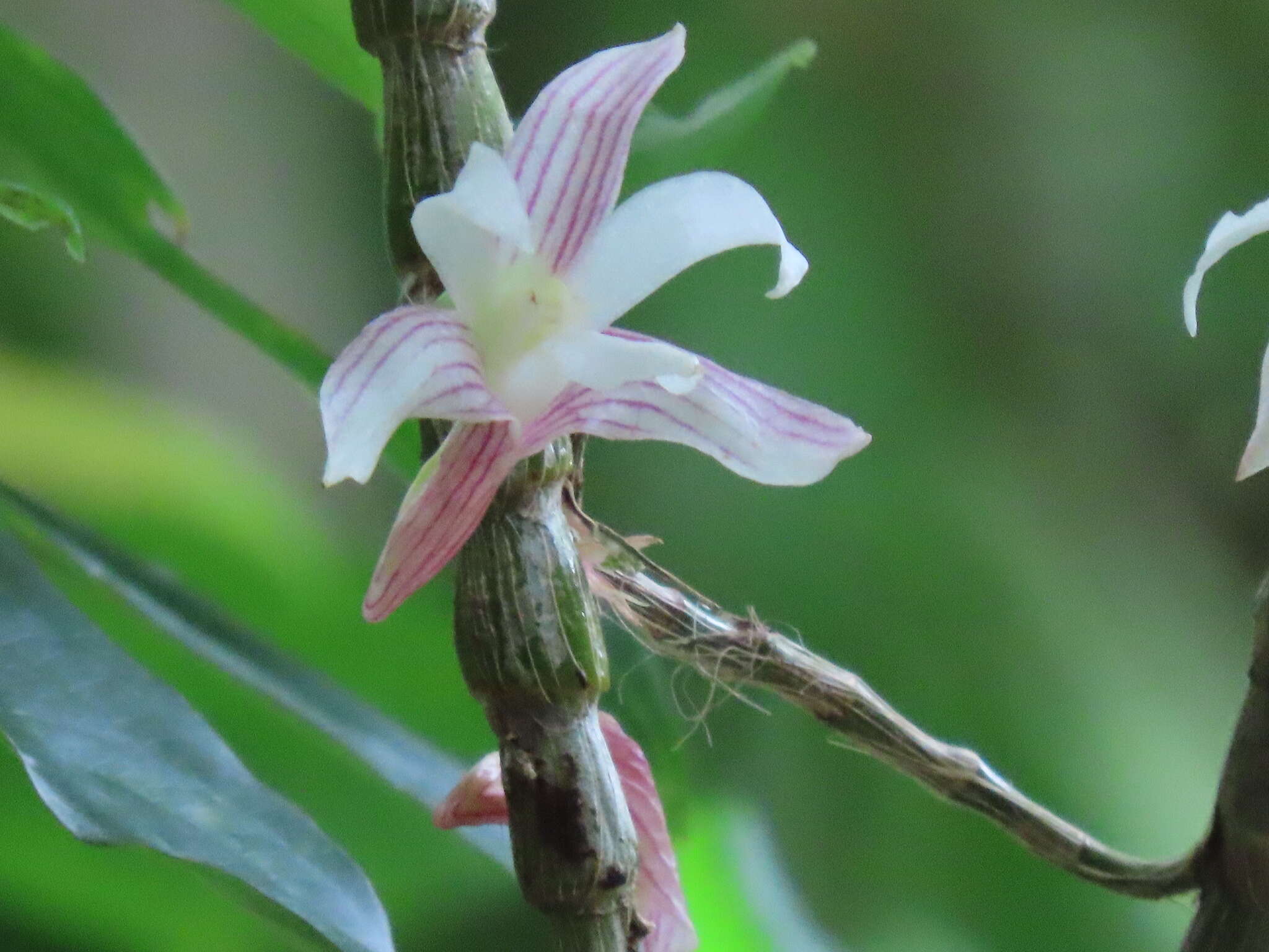 Image of Chameleon Dendrobium