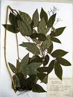 Image of Caulophyllum robustum Maxim.