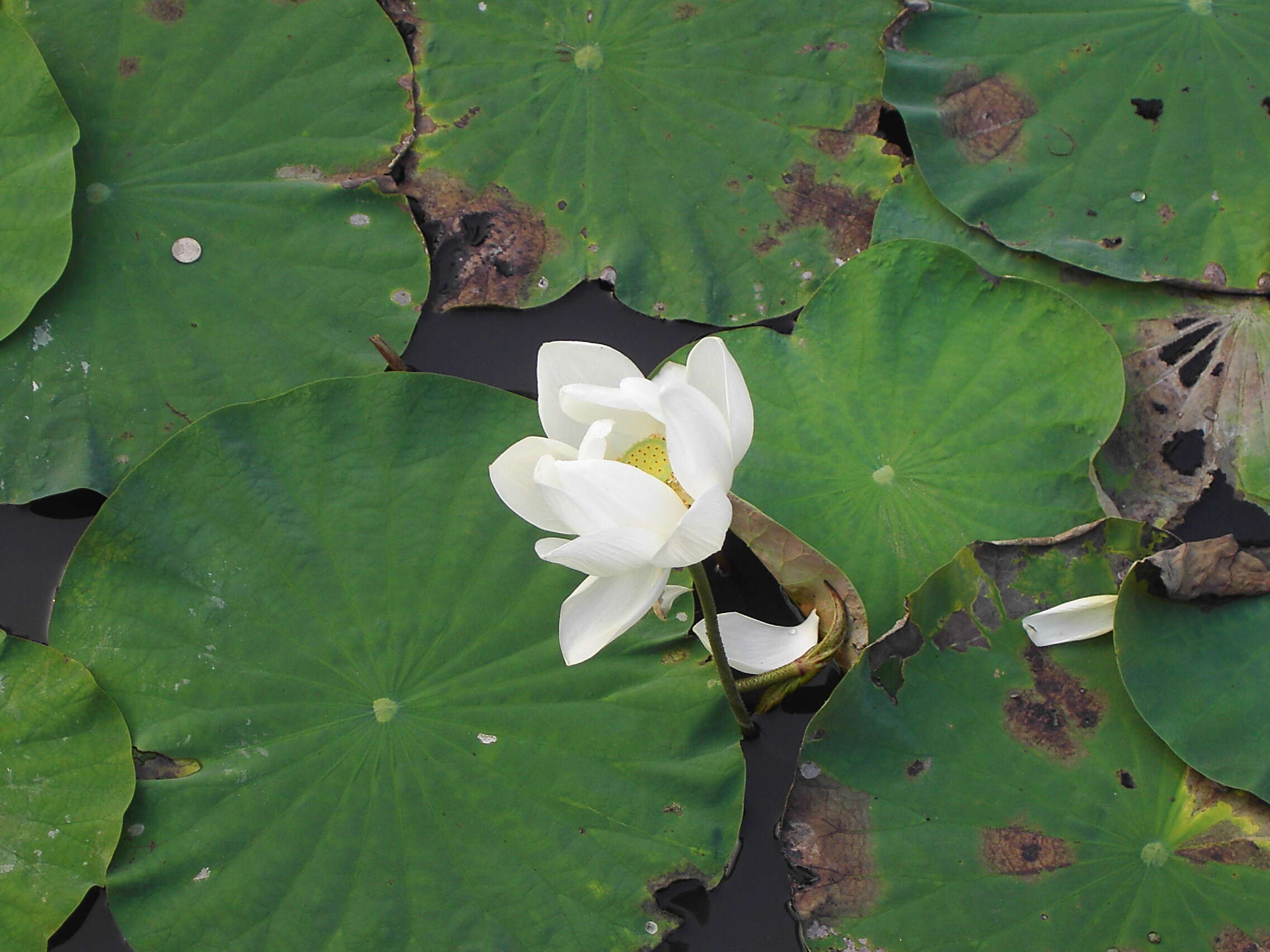 Image of American lotus