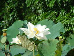 Image of American lotus