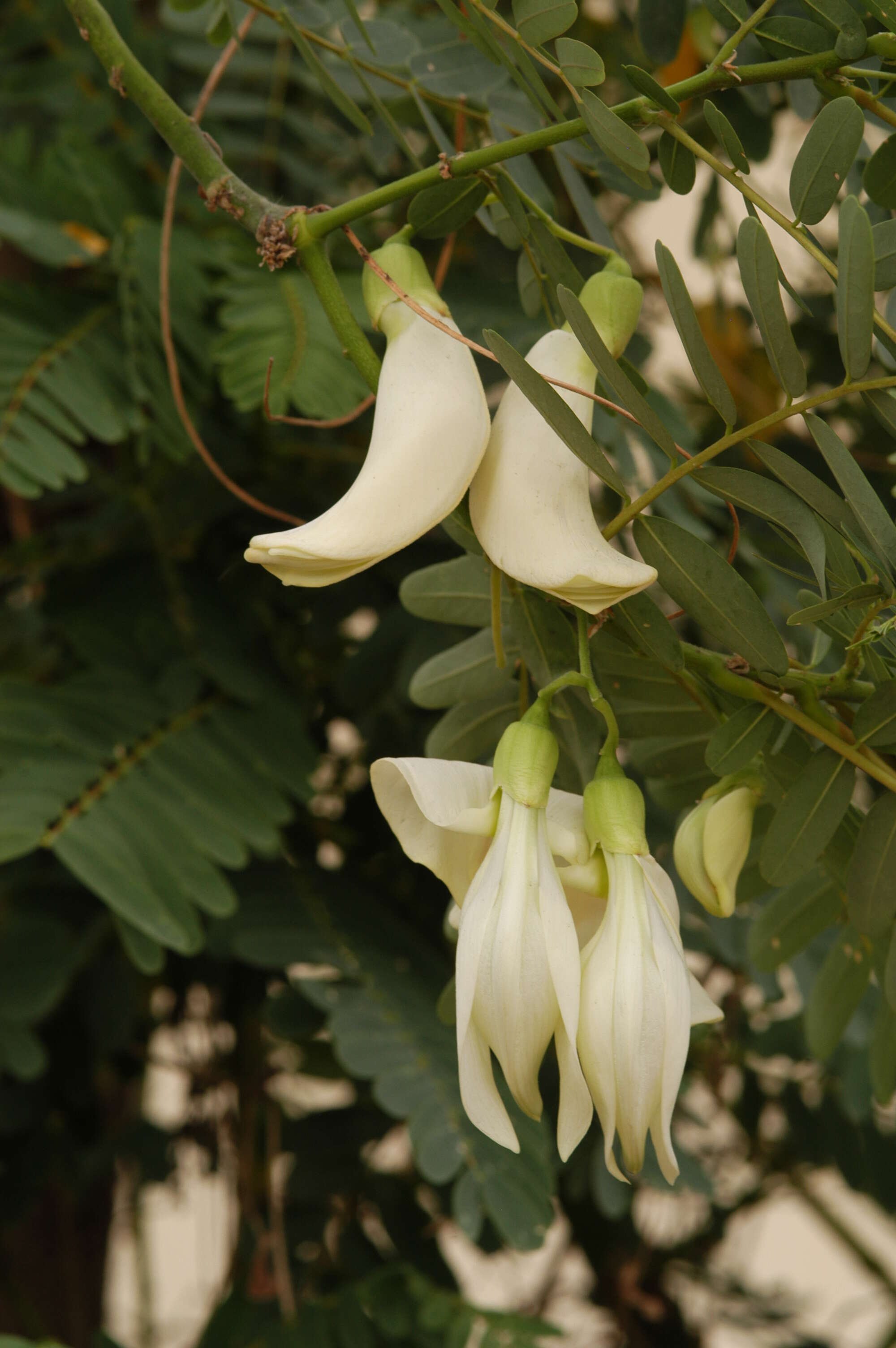 Слика од Sesbania grandiflora (L.) Pers.