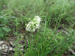 Image of Allium stellerianum Willd.