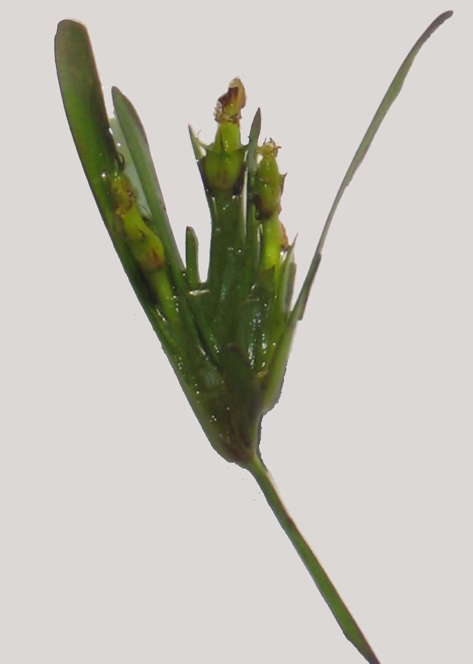 Image of Posidoniaceae