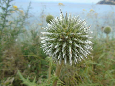 Image of Echinops spinosissimus subsp. neumayeri (Vis.) Kozuharov