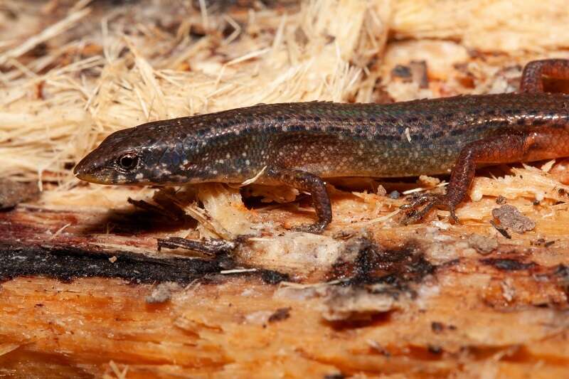 Image of Czechuras Litter-skink