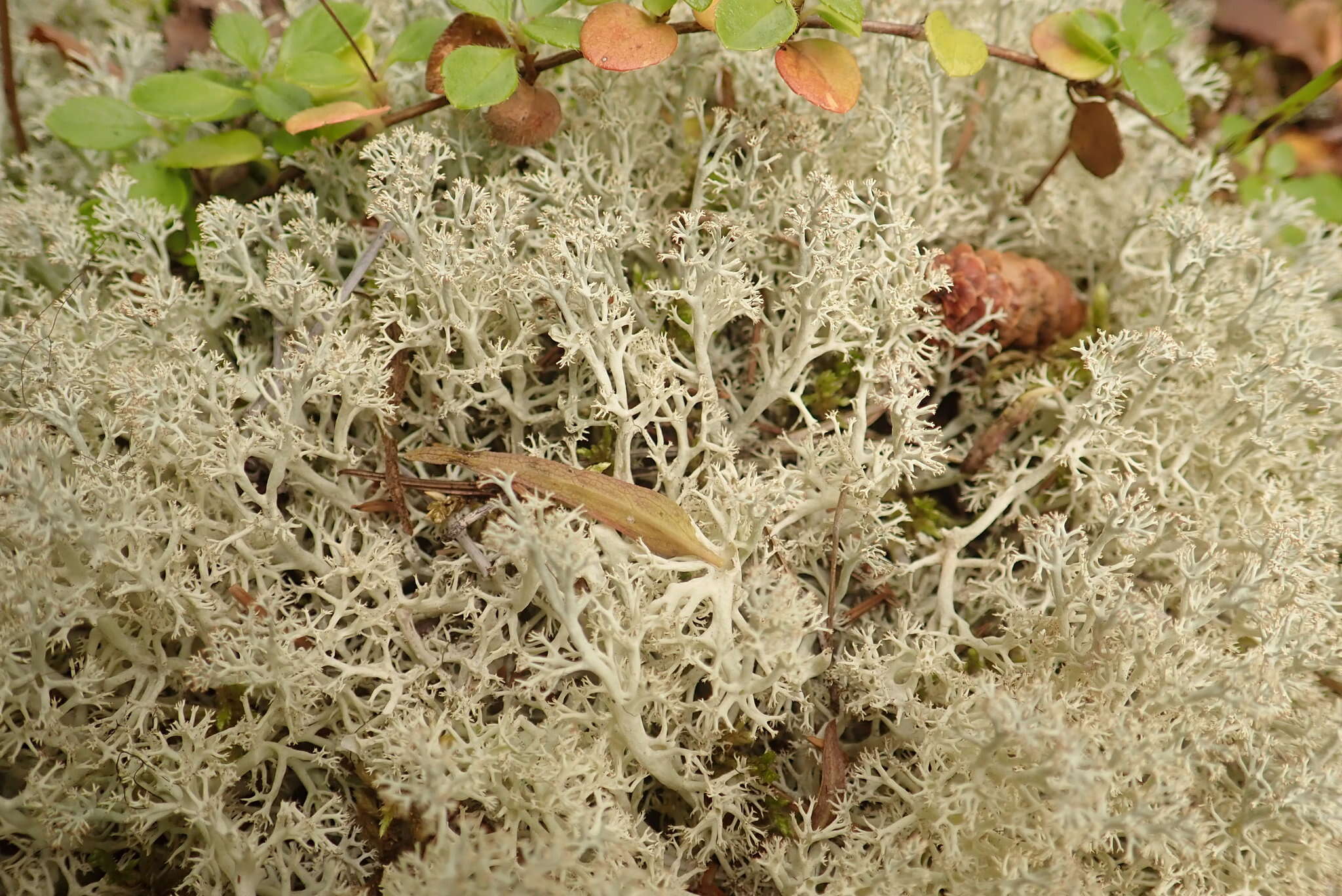 Image de Cladonia arbuscula subsp. mitis (Sandst.) Ruoss