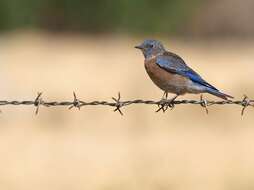 Image of Western Bluebird