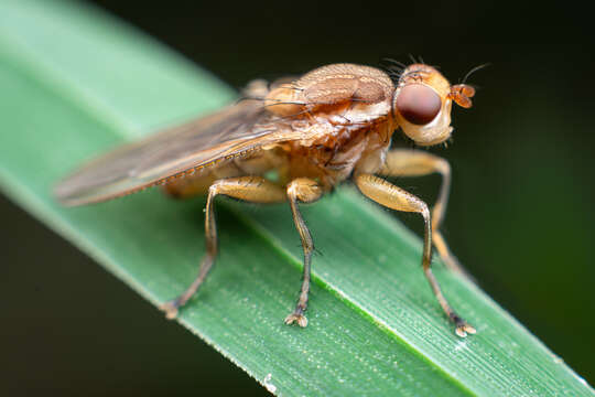 Image of Napaeosciomyza