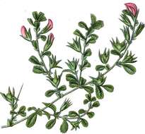 Image of common restharrow