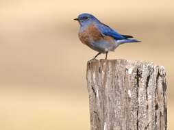 Image of Western Bluebird