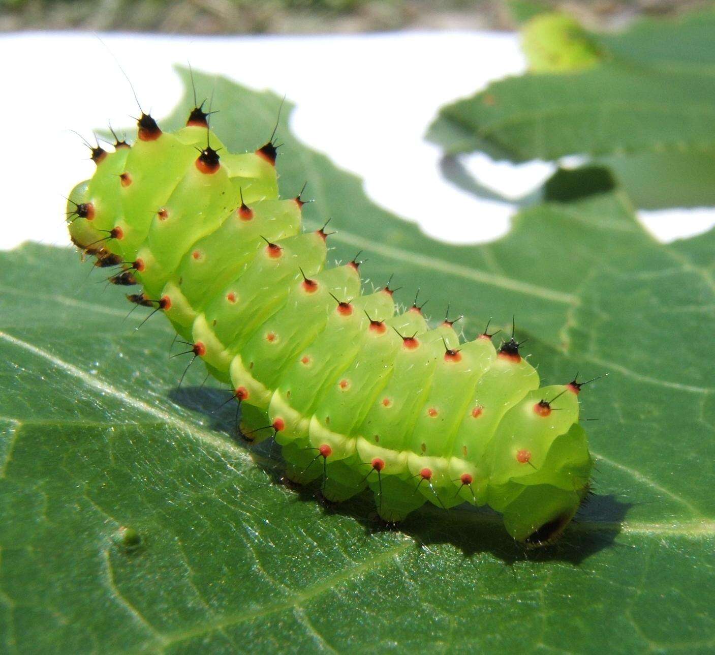 Image of Luna Moth