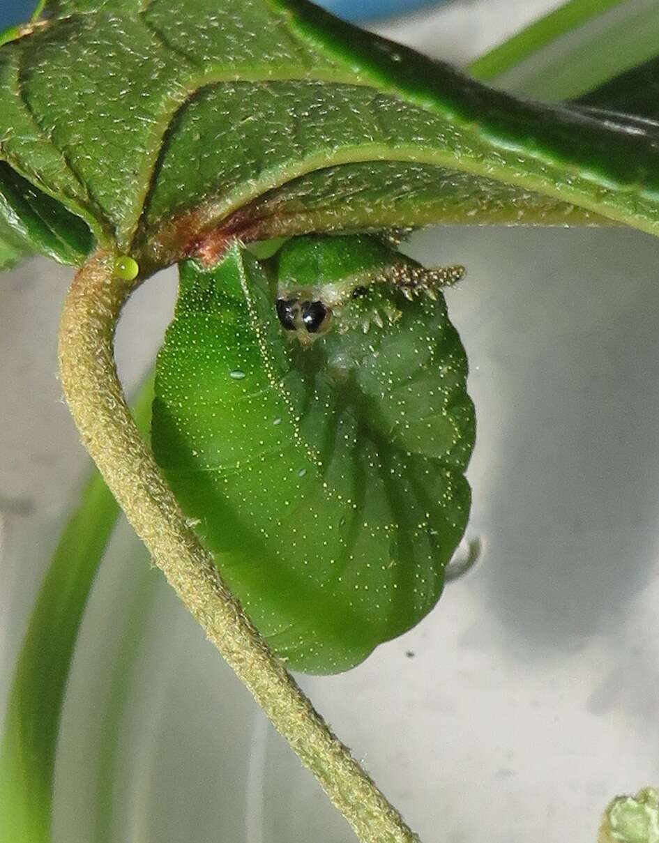 Image of Green-veined Charaxes