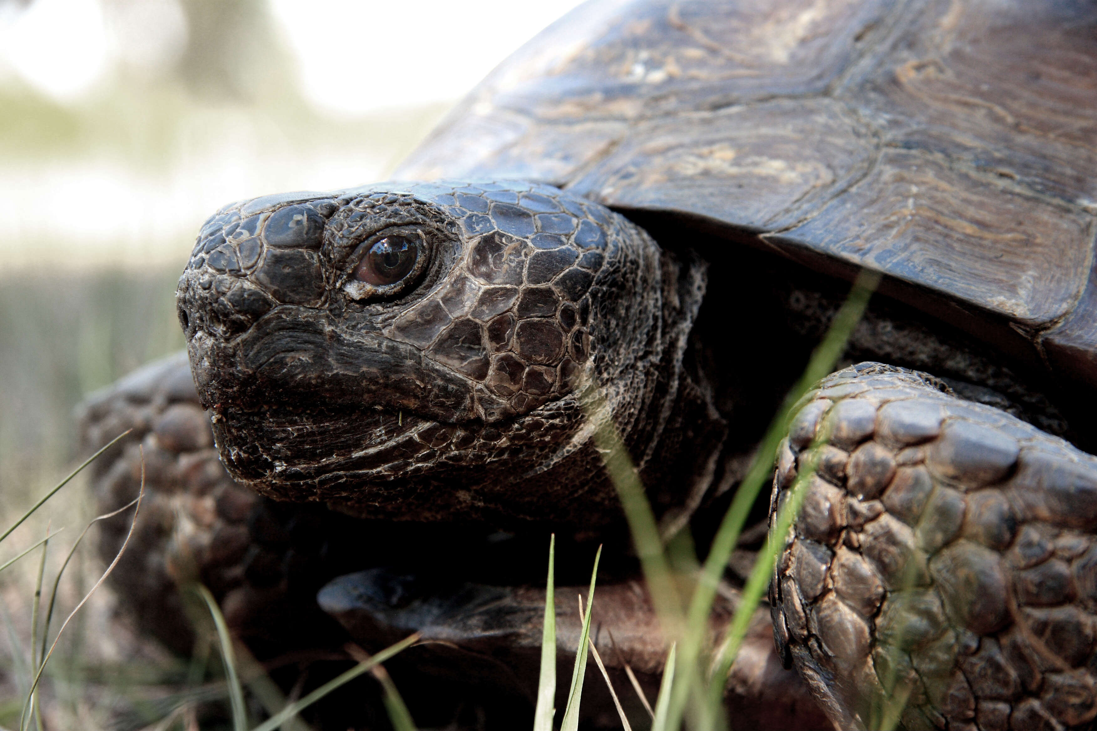 Image of (Florida) Gopher Tortoise