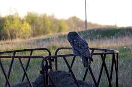 Image of Great Gray Owl