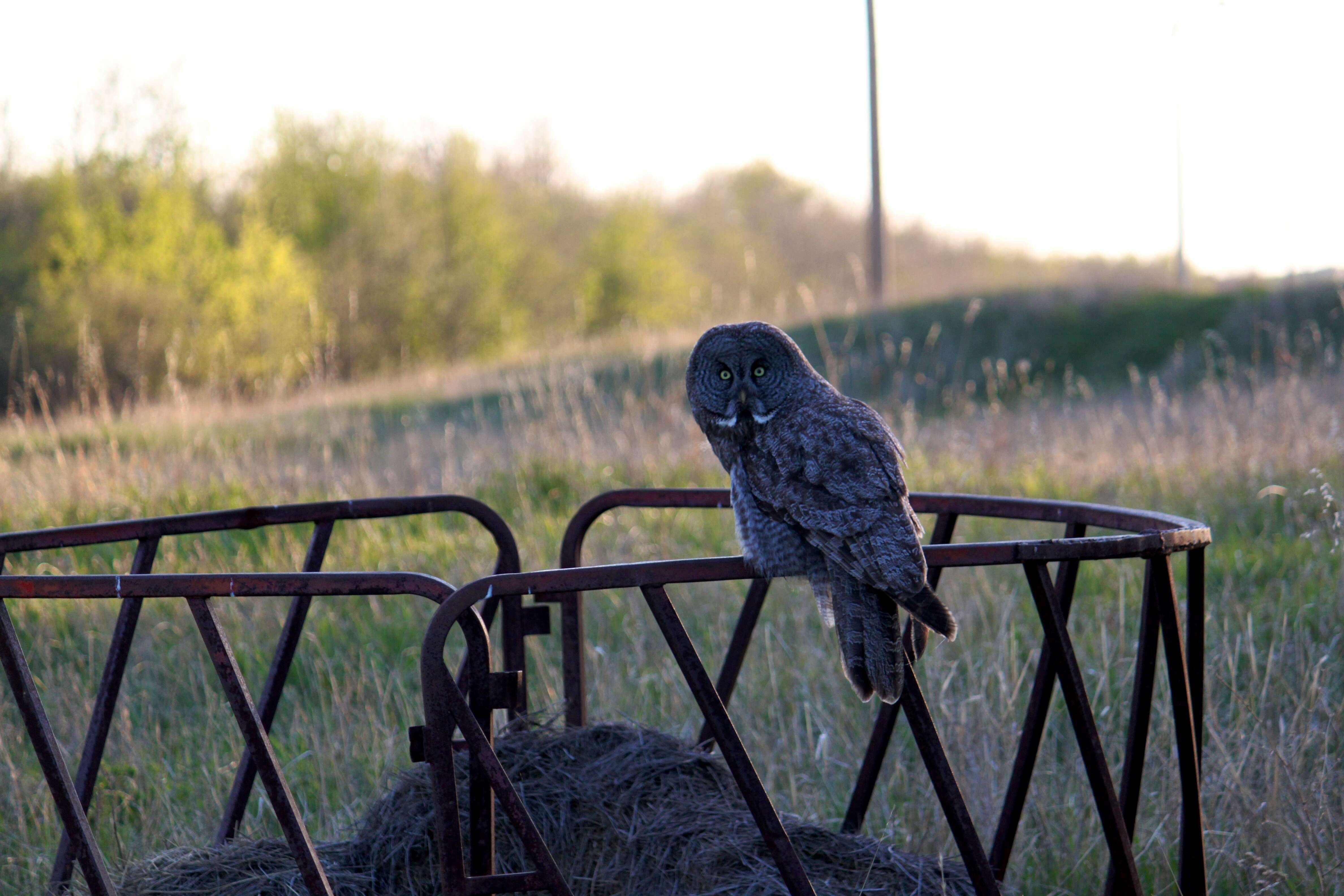 Image of Great Gray Owl