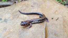 Plancia ëd Plethodon ouachitae Dunn & Heinze 1933