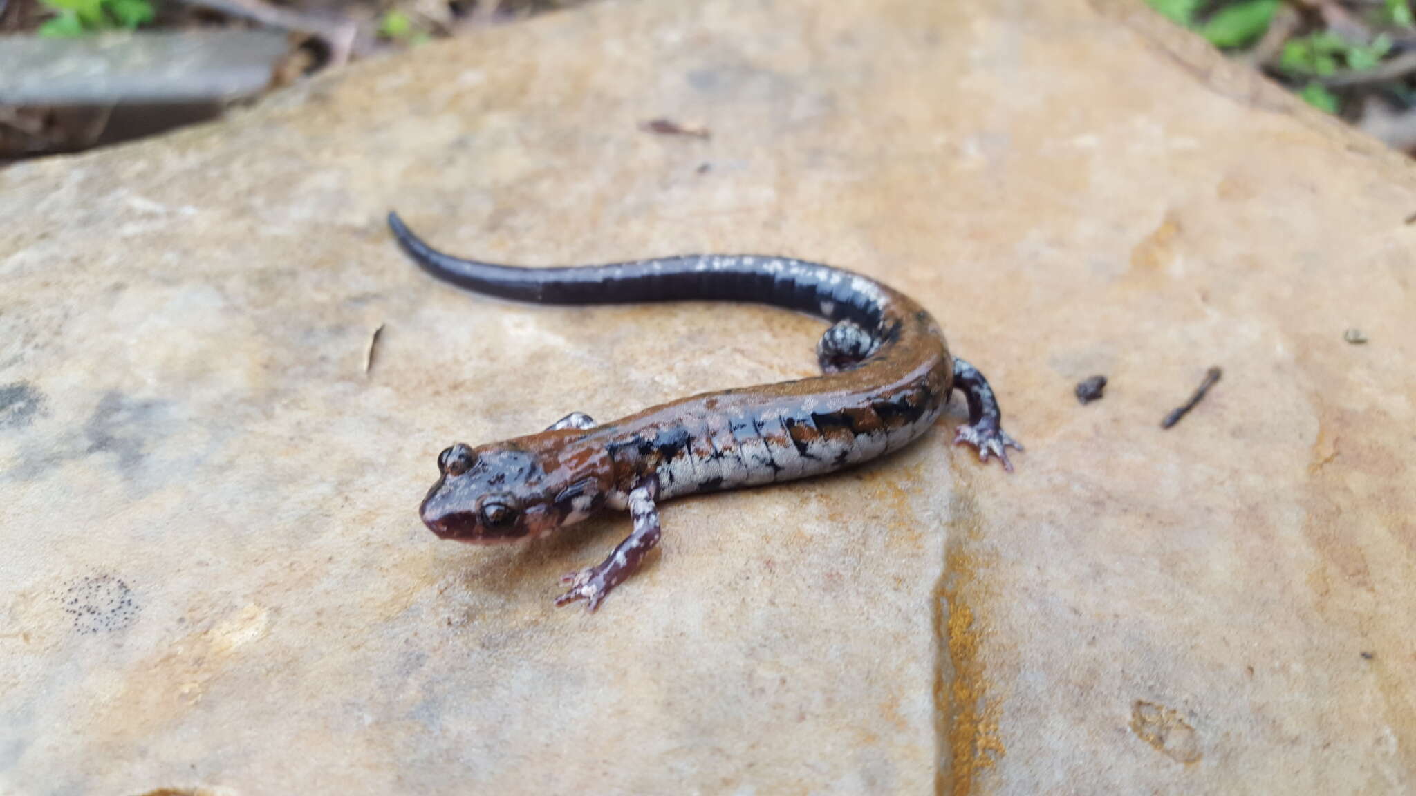 Image of Rich Mountain Salamander