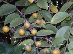 Image of Barbados shrub