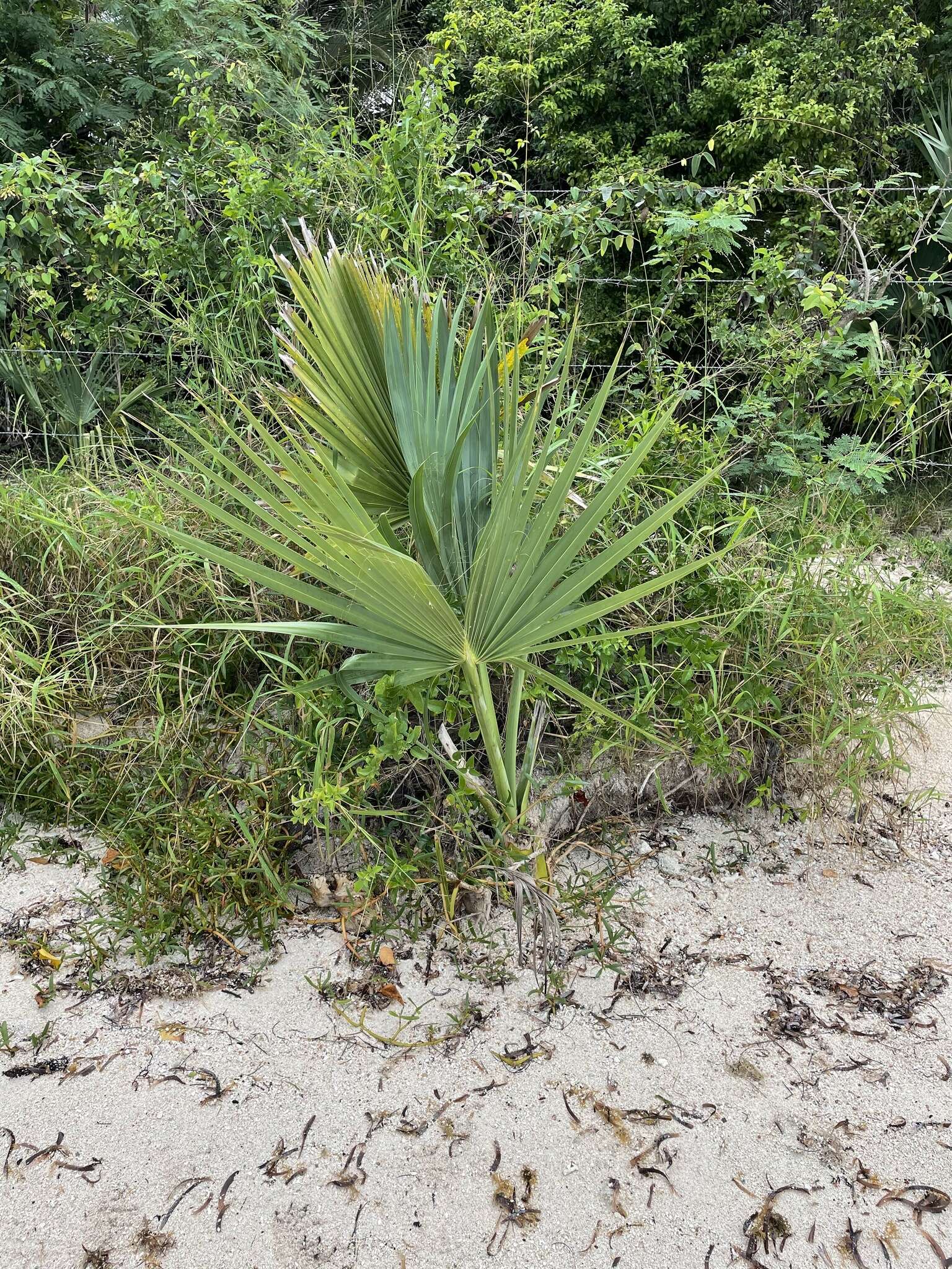 Image of Puerto Rico palmetto