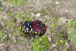 Imagem de Euchroea histrionica Burmeister 1842