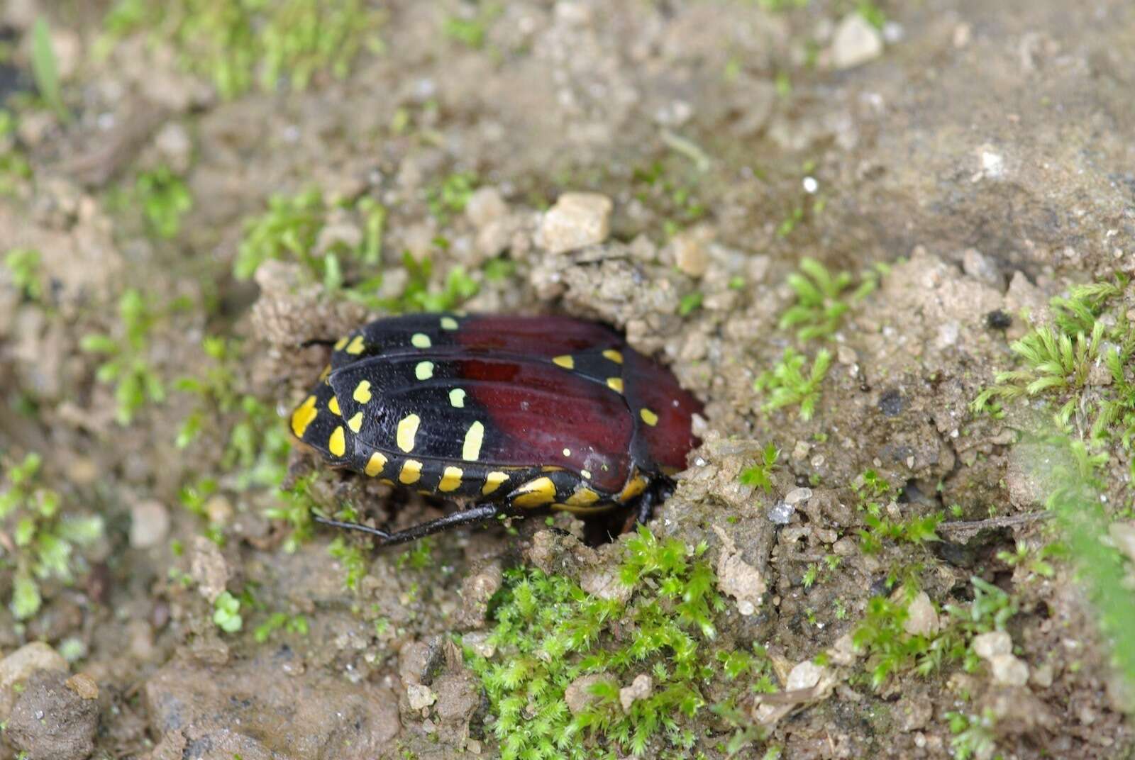 Image of Euchroea histrionica Burmeister 1842