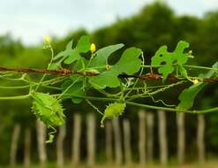 Image of luffa