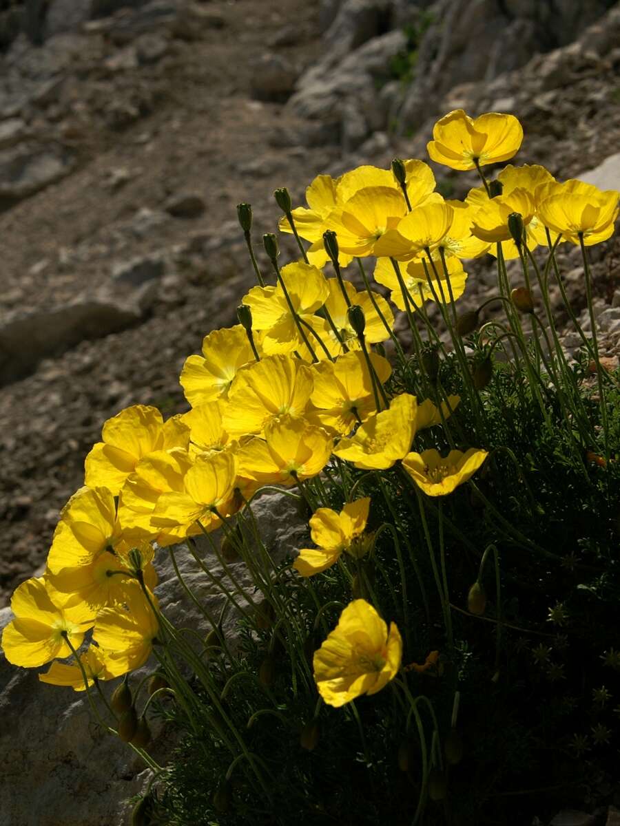 Imagem de Papaver alpinum L.