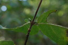 Image of Coffea grevei subsp. mahajangensis A. P. Davis & Rakotonas.