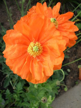 Image of <i>Papaver atlanticum</i> (Ball) Cosson