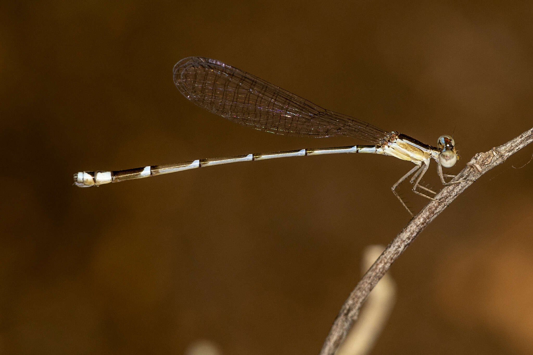 Image of Nehalennia minuta (Selys ex Sagra 1857)