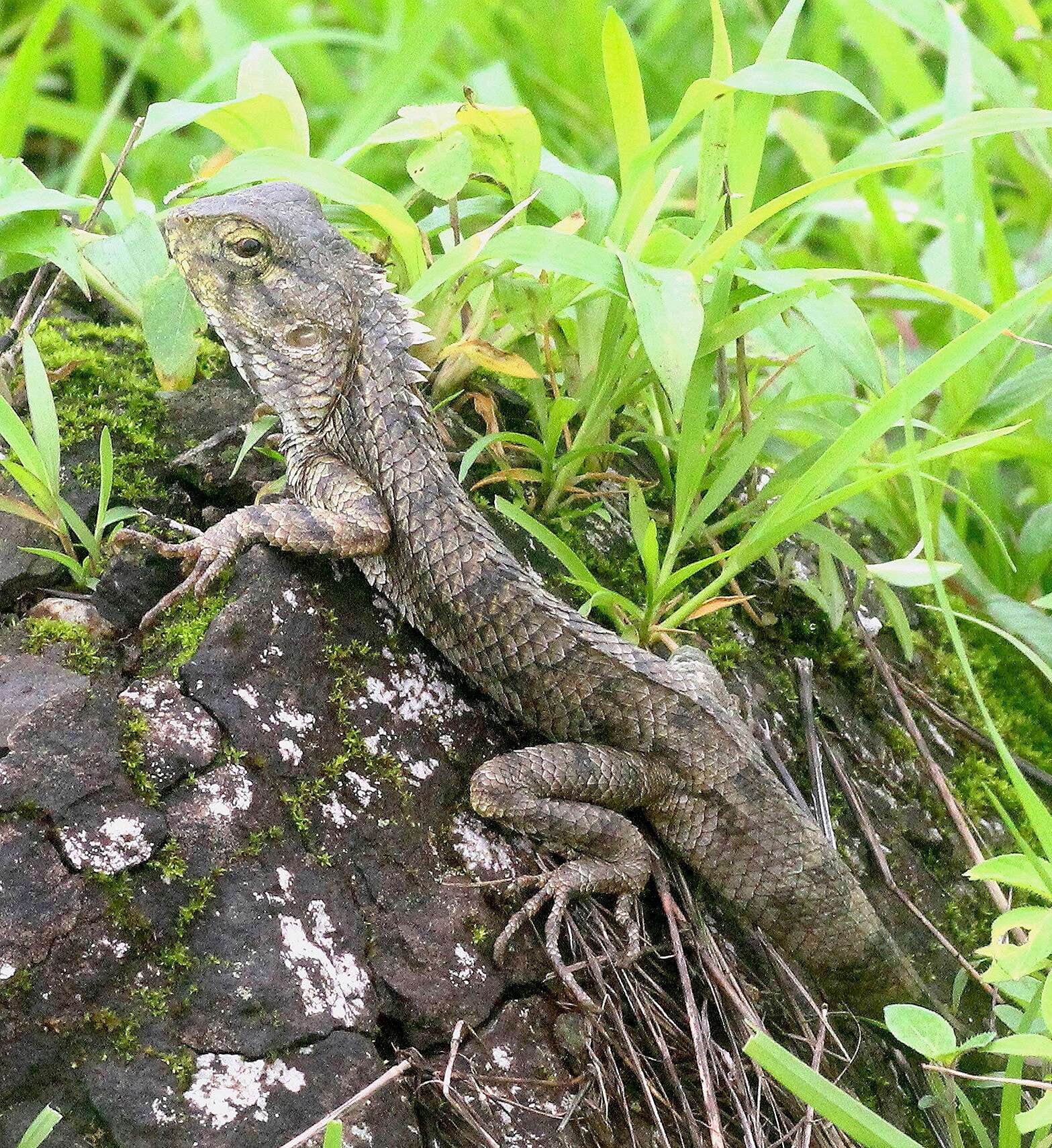 Image of Changeable lizard