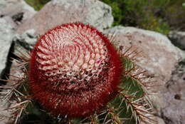 Image of Barrel Cactus