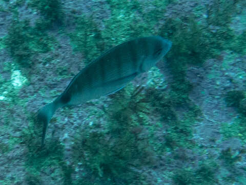 Image of Moroccan white seabream