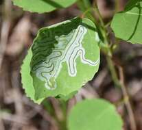 Image of Phyllocnistis labyrinthella (Bjerkander 1790)