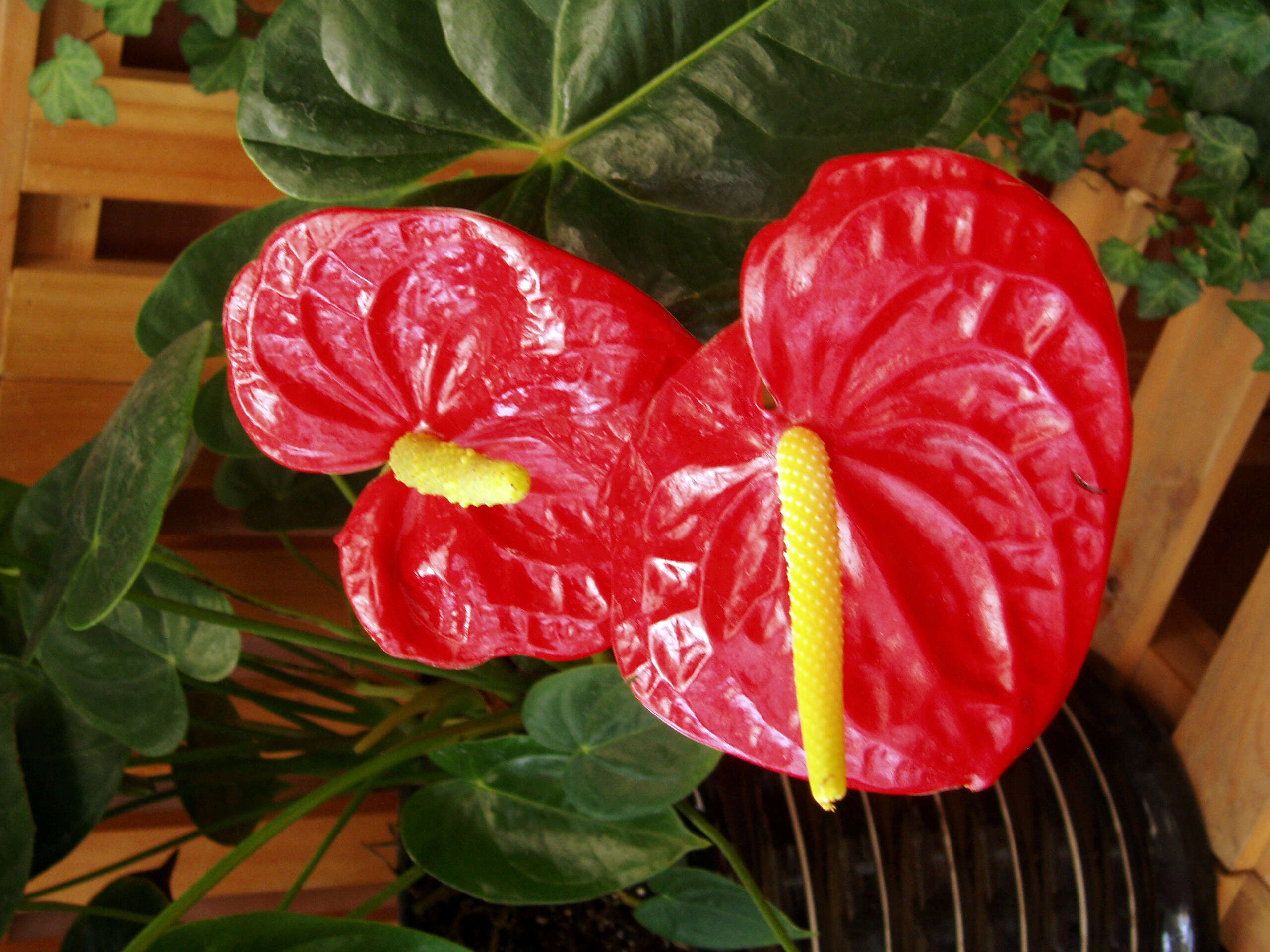 Image de Anthurium andraeanum Linden ex André