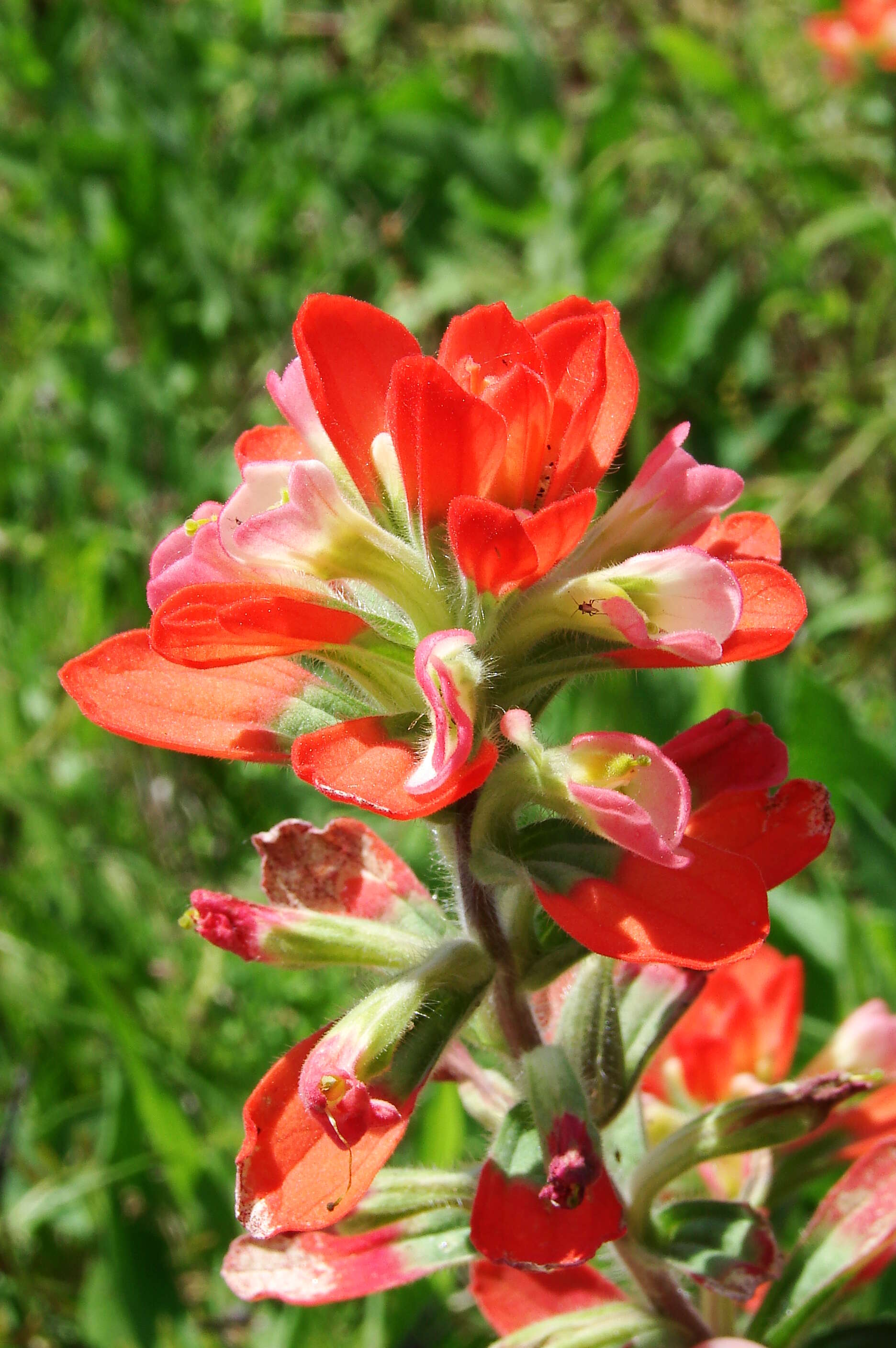 Image of entireleaf Indian paintbrush